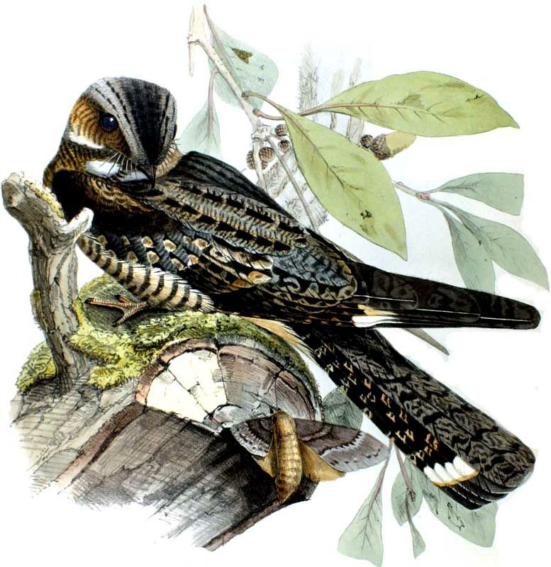 Grey Nightjar