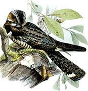 Grey Nightjar