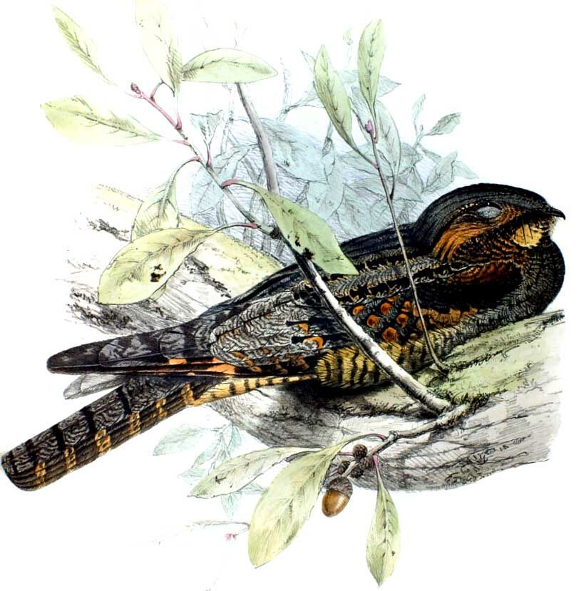 Grey Nightjar