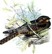 Grey Nightjar