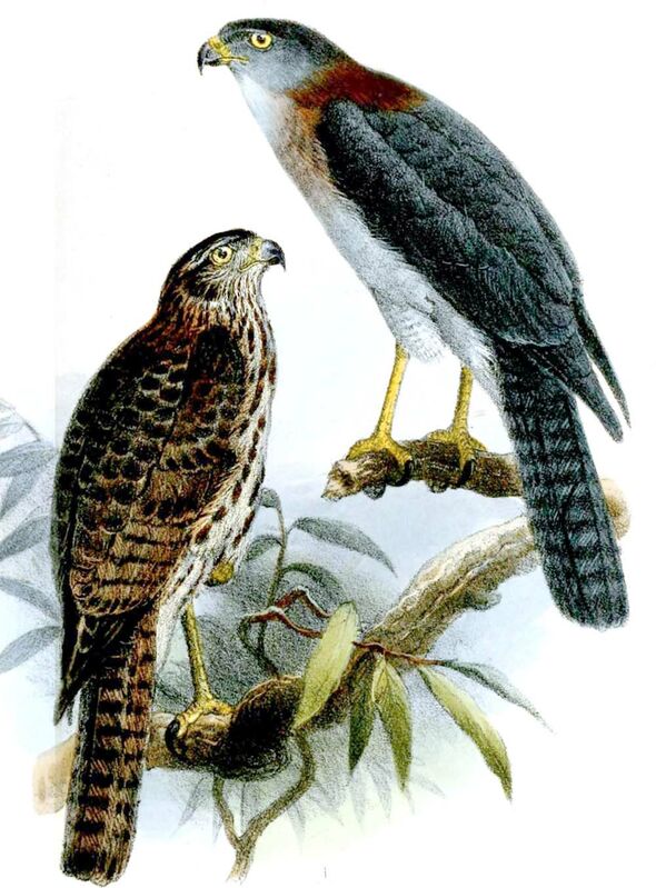 Rufous-necked Sparrowhawk