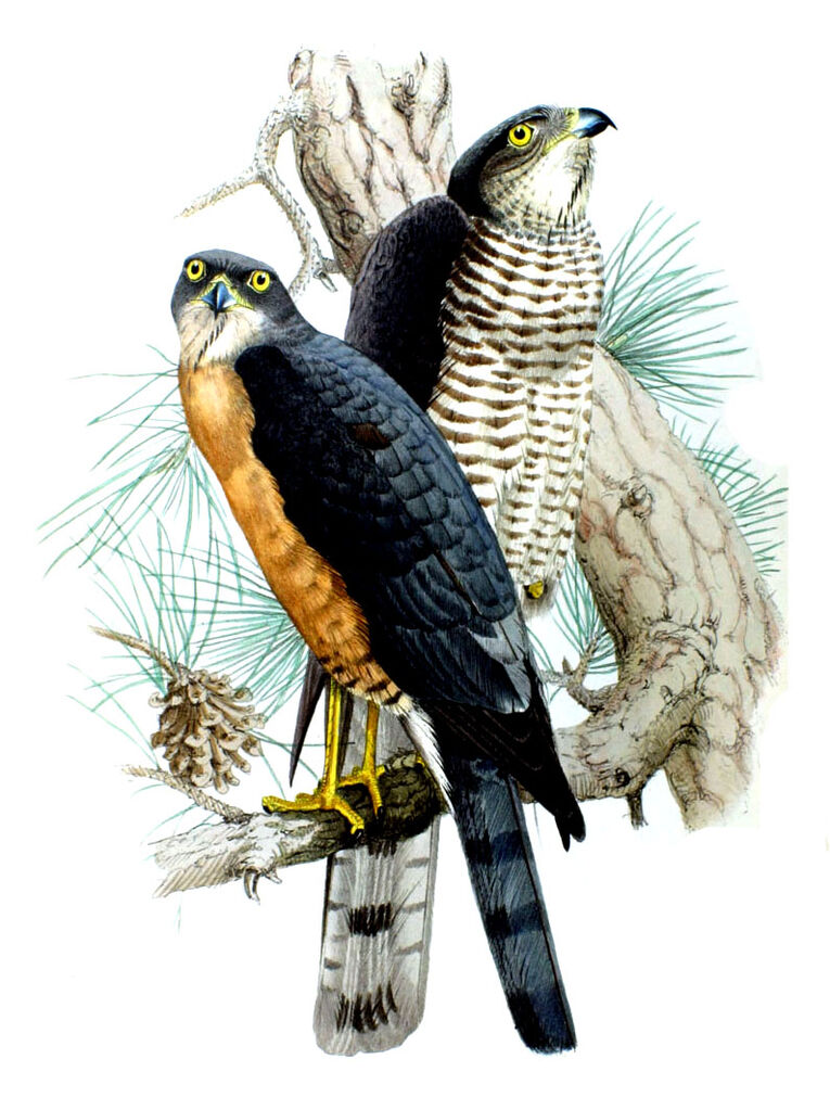 Japanese Sparrowhawk