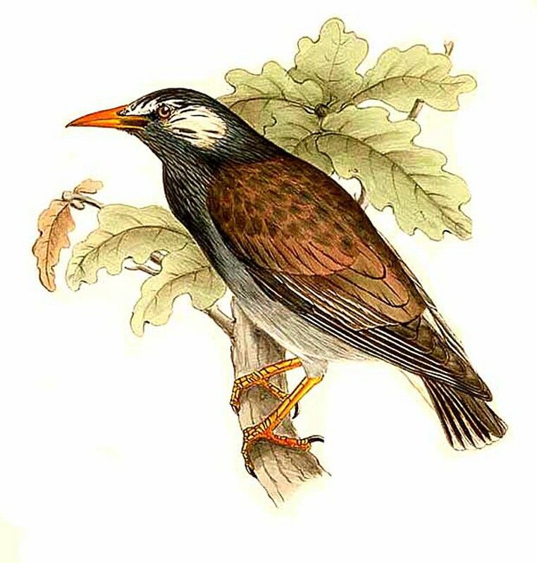 White-cheeked Starling