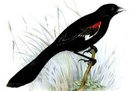 White-winged Widowbird