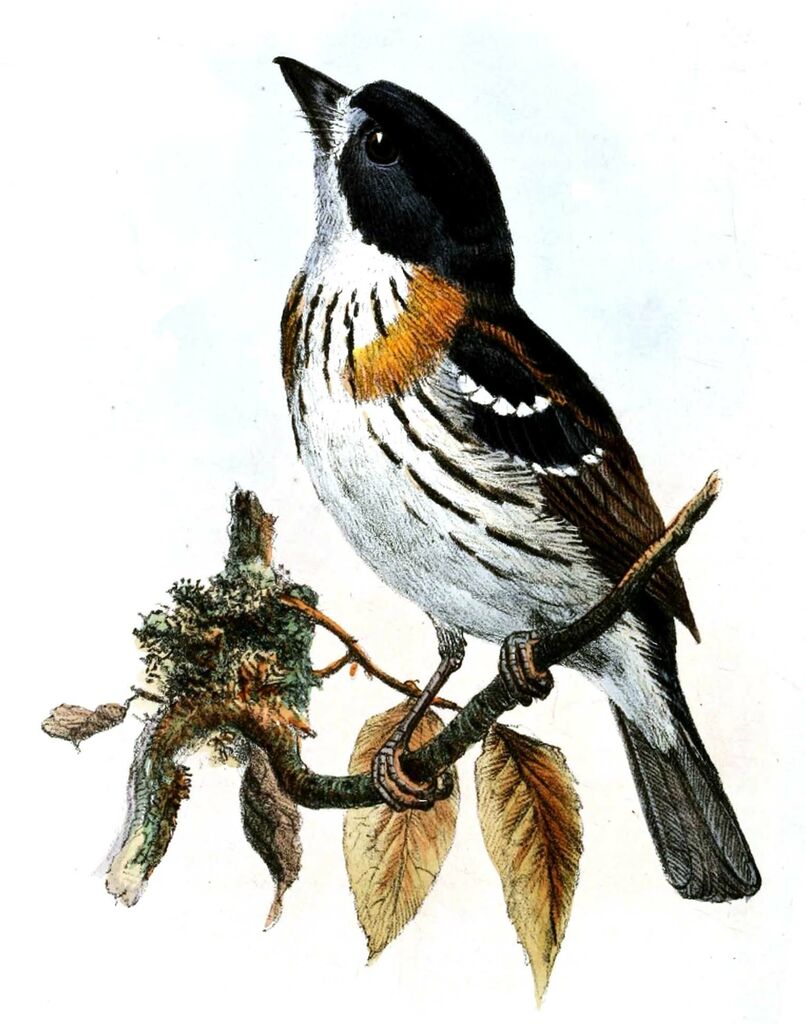 Rufous-sided Broadbill