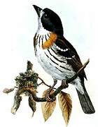 Rufous-sided Broadbill