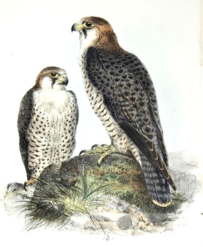 Peregrine Falcon (pelegrinoides)