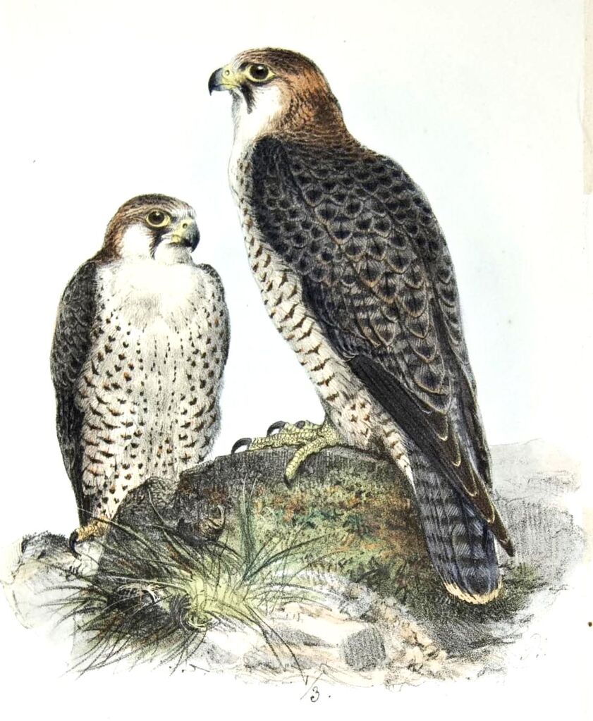 Peregrine Falcon (pelegrinoides)