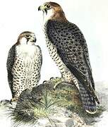 Peregrine Falcon (pelegrinoides)