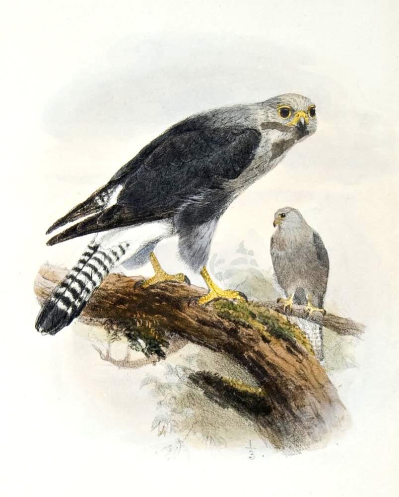 Dickinson's Kestrel