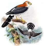 White-rumped Falcon