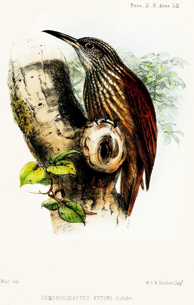 Buff-throated Woodcreeper