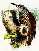 Buff-throated Woodcreeper