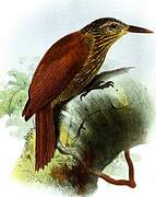 Black-banded Woodcreeper