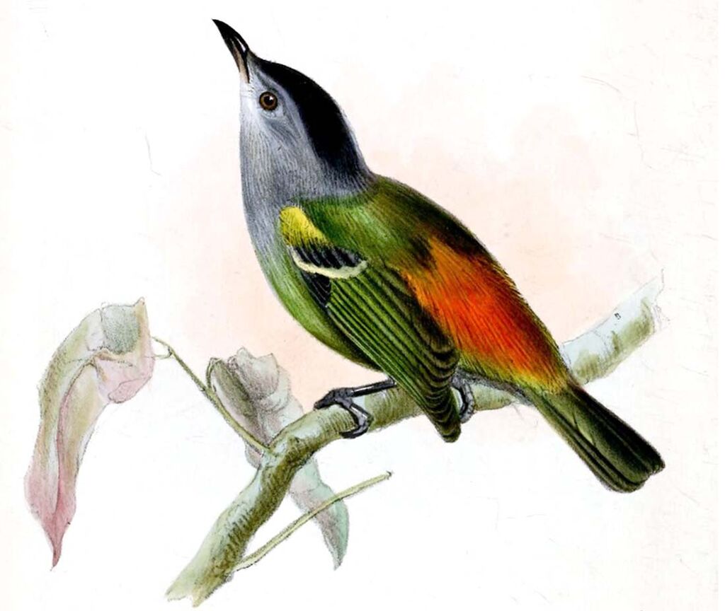 Rufous-rumped Antwren