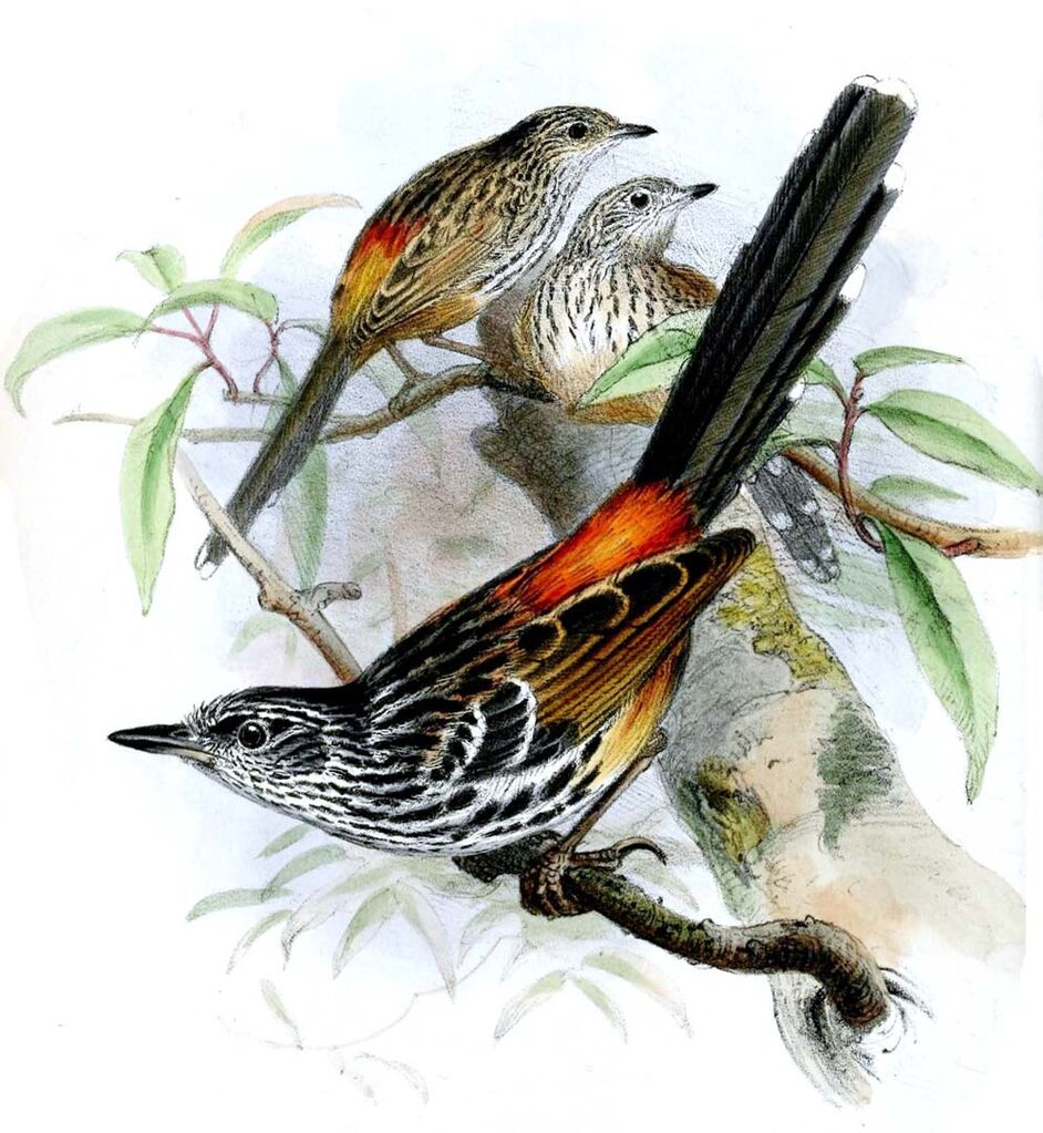 East Andean Antbird