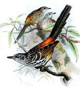 East Andean Antbird