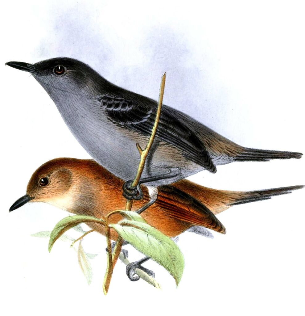 Dusky Antbird