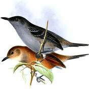 Dusky Antbird