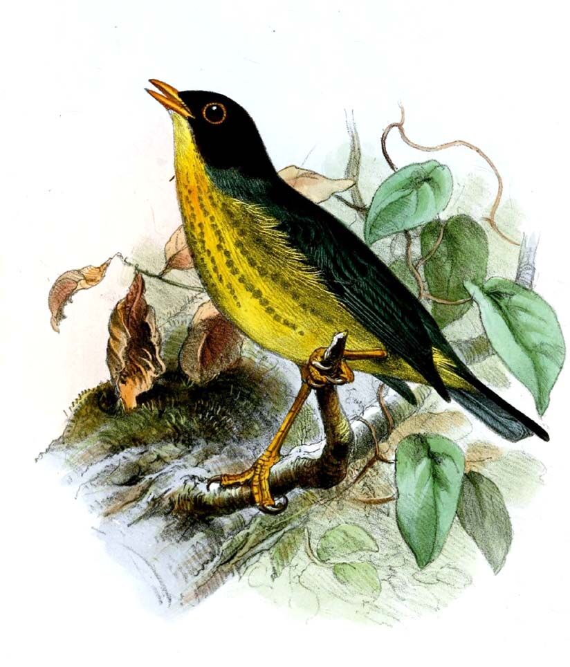 Yellow-throated Nightingale-Thrush