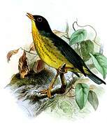 Gould's Nightingale-Thrush