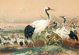 Red-crowned Crane