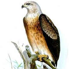 Aigle de Gurney