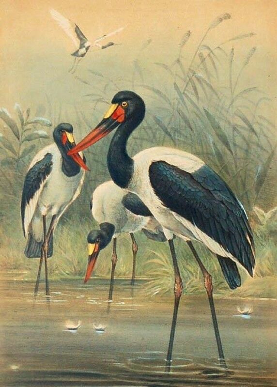 Saddle-billed Stork