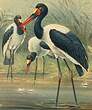 Jabiru d'Afrique