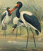 Saddle-billed Stork