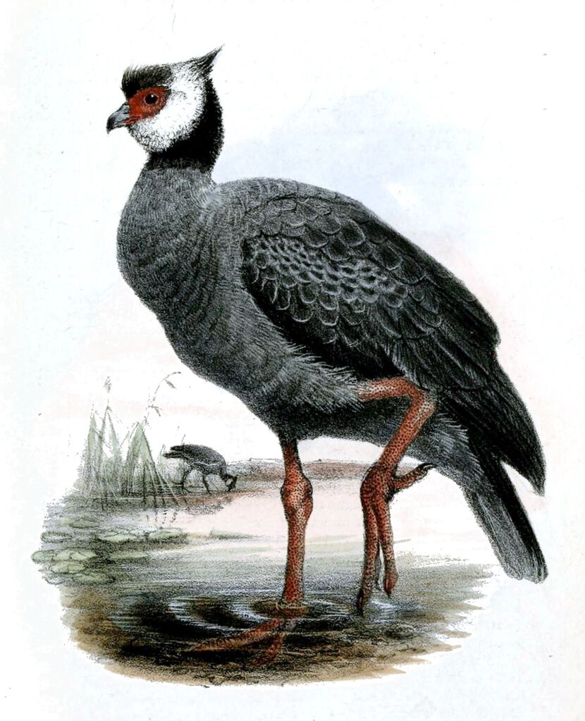 Northern Screamer