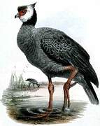 Northern Screamer