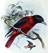 Maroon Oriole