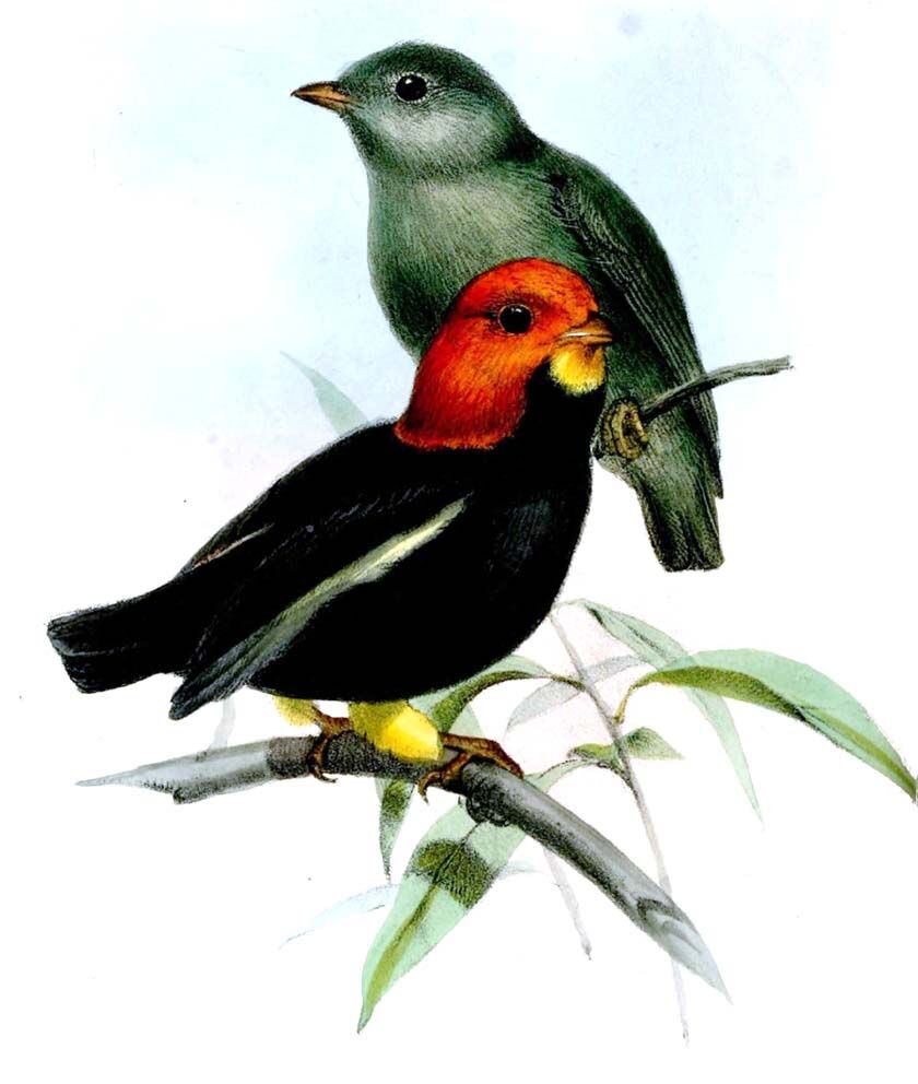 Red-capped Manakin