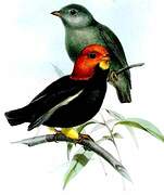 Red-capped Manakin