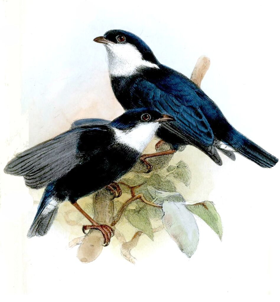 White-bibbed Manakin