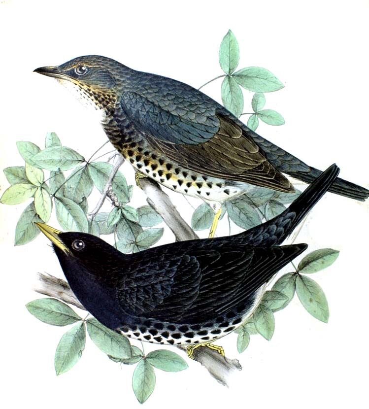 Japanese Thrush