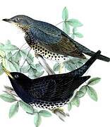 Japanese Thrush