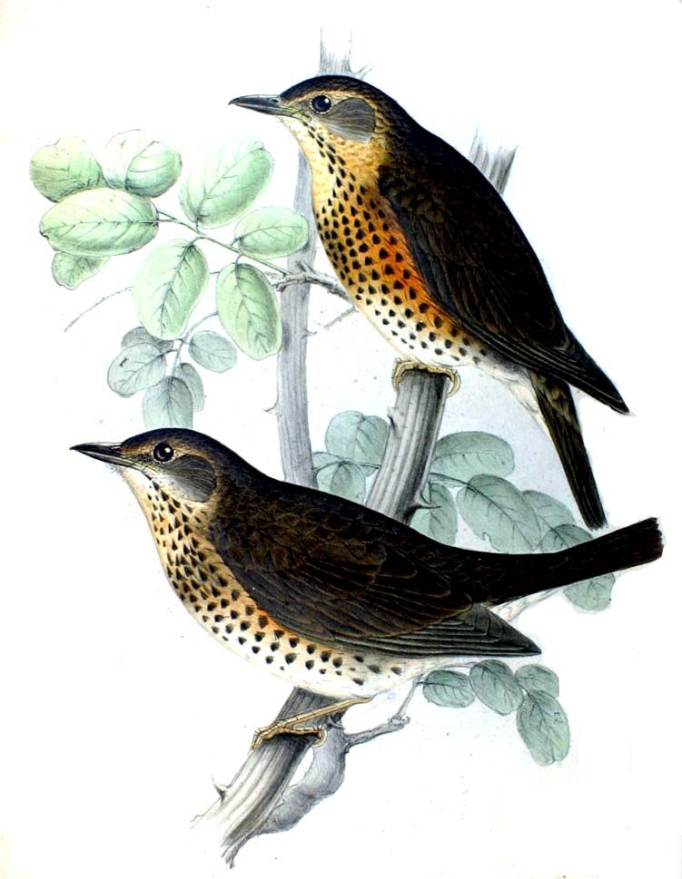 Japanese Thrush