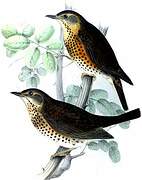 Japanese Thrush