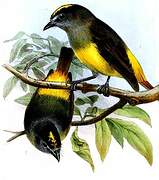 Ornate Flycatcher