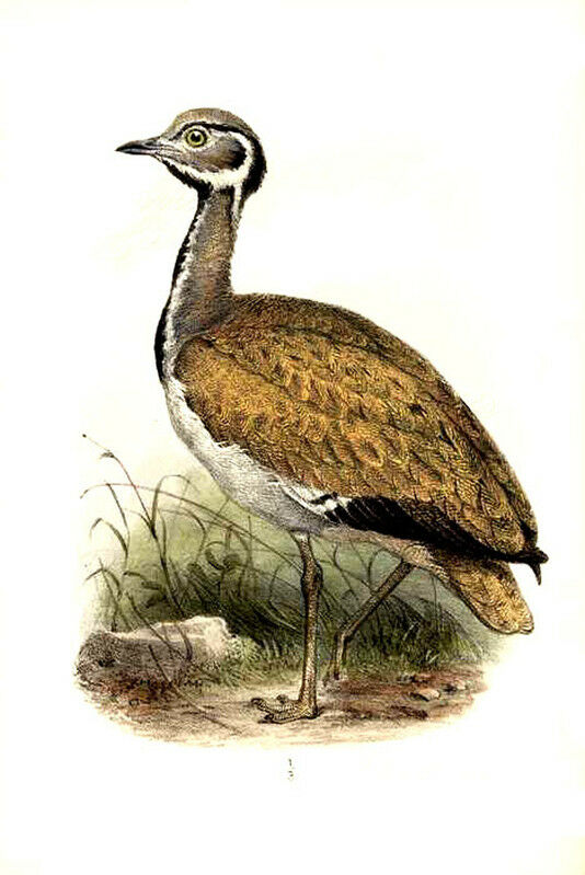 Rüppell's Korhaan