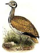 Rüppell's Korhaan