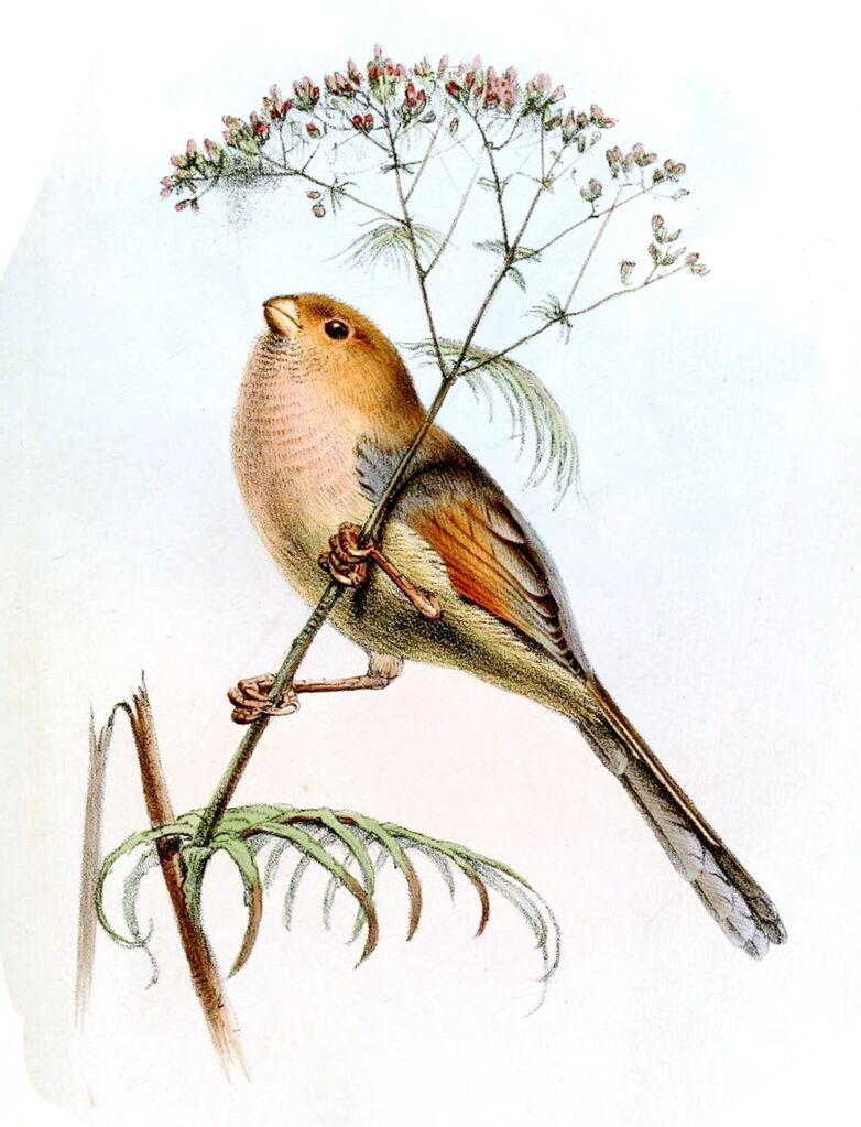 Vinous-throated Parrotbill