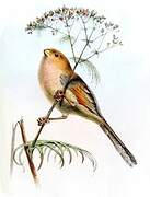 Vinous-throated Parrotbill