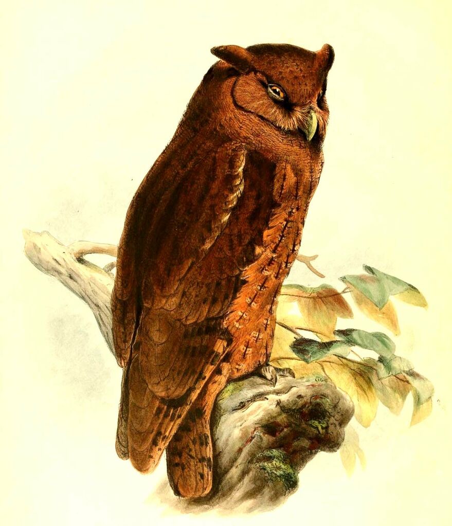 Tawny-bellied Screech Owl