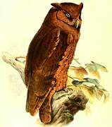 Tawny-bellied Screech Owl