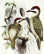 Bennett's Woodpecker