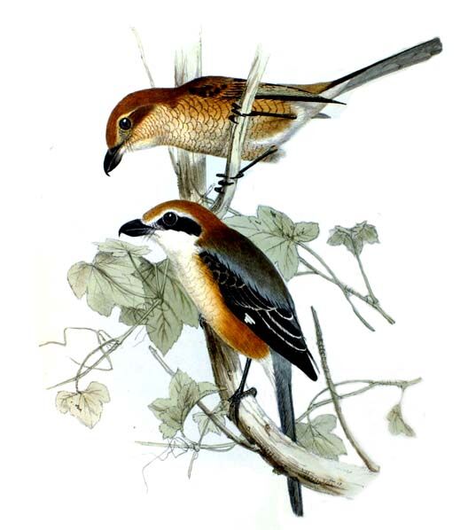 Bull-headed Shrike