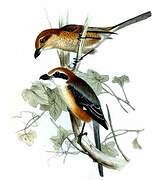 Bull-headed Shrike